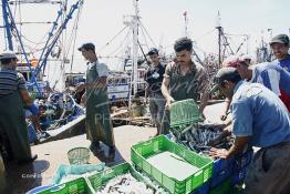 Image du Maroc Professionnelle de  Le système de la chaîne humaine pour vider la cale du bateau remplie de poissons encore vivat ! Les ouvriers s'activent énergiquement sans perdre de temps à faire passer de l’un à l’autre le panier en plastique rempli de sardines vivantes, cette dynamique dans le but de conserver la sardine toute fraîche durant l’opération de débarquement au Port de Laayoune, Lundi 8 Mars 2010. (Photo / Abdeljalil Bounhar) 